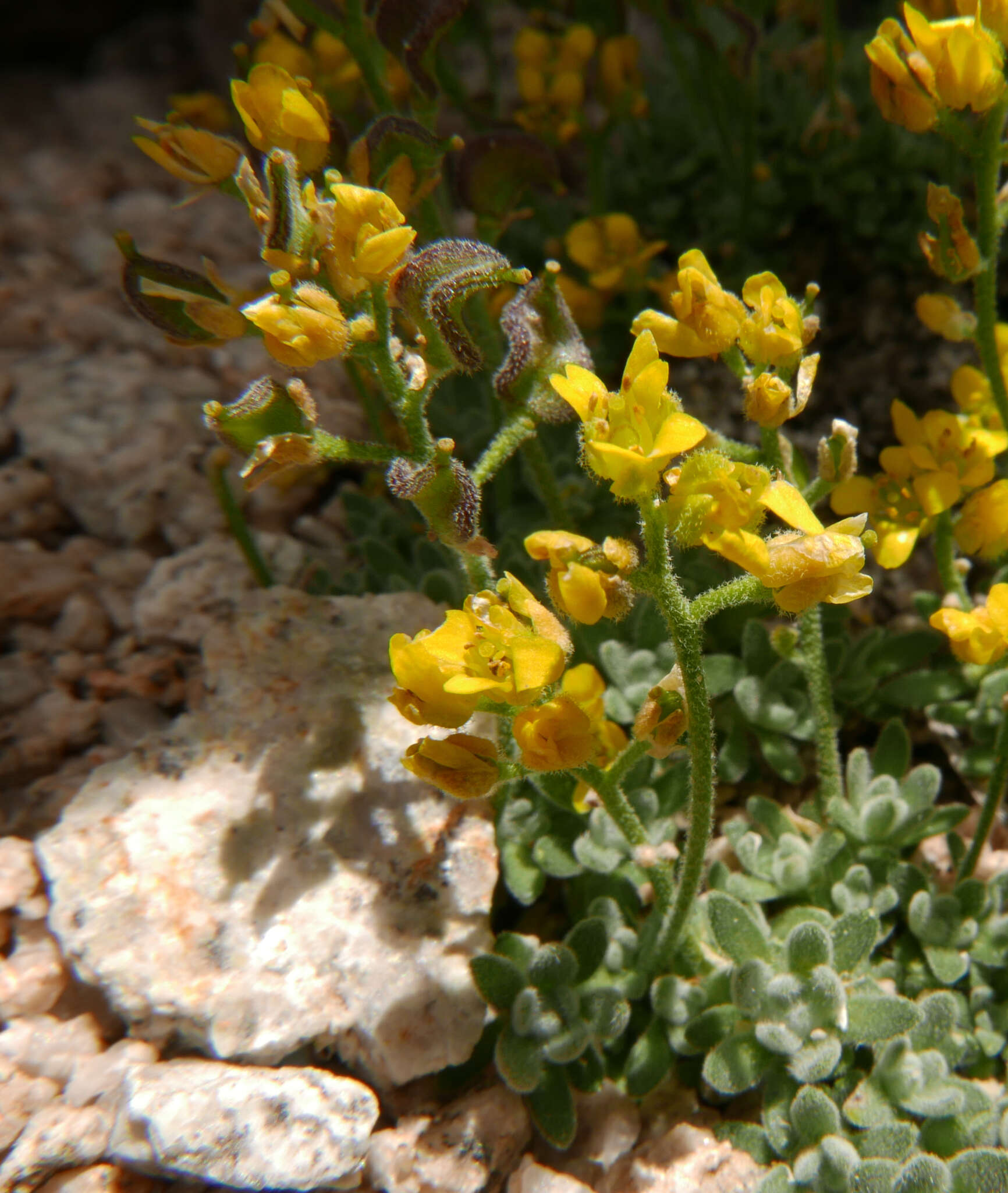 Image of Sierra draba