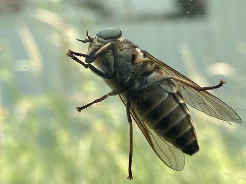 Tabanus bovinus Linnaeus 1758 resmi