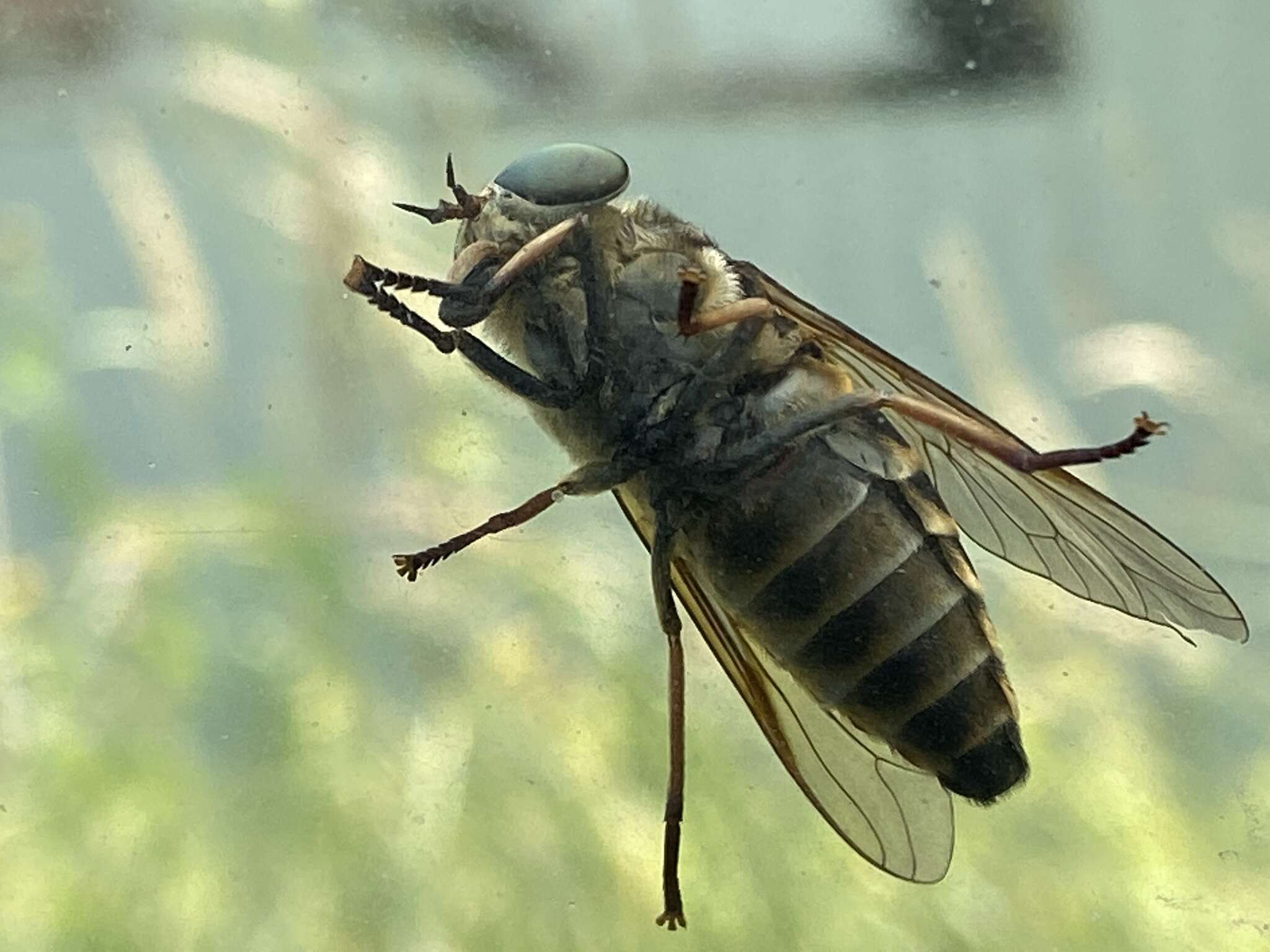 Image de Tabanus bovinus Linnaeus 1758