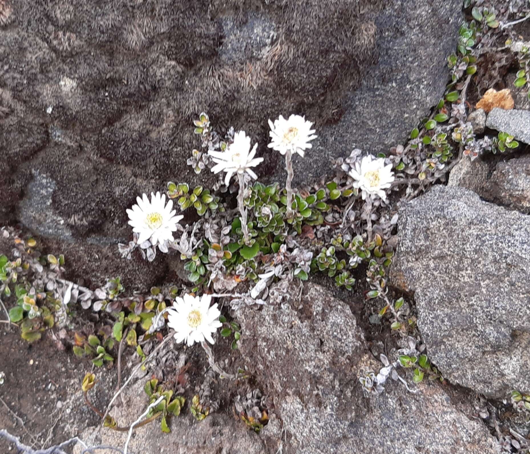 Plancia ëd Anaphalioides alpina (Cockayne) D. Glenny