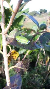 Image of Boettger's Reed Frog