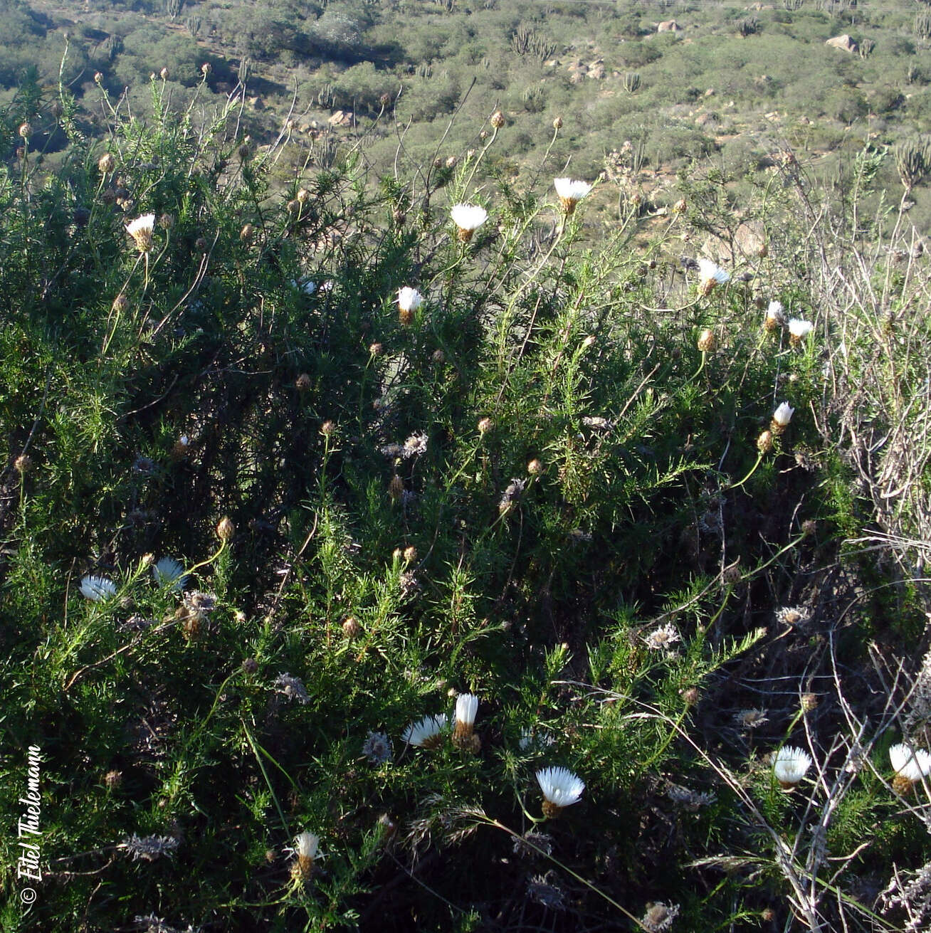 Image of Plectocephalus chilensis G. Don ex Loud.