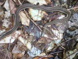 Image of Thamnophis sirtalis pallidulus Allen 1899