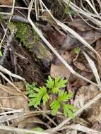 Imagem de Aegopodium alpestre Ledeb.