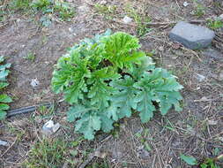 Imagem de Heracleum sosnowskyi Manden.