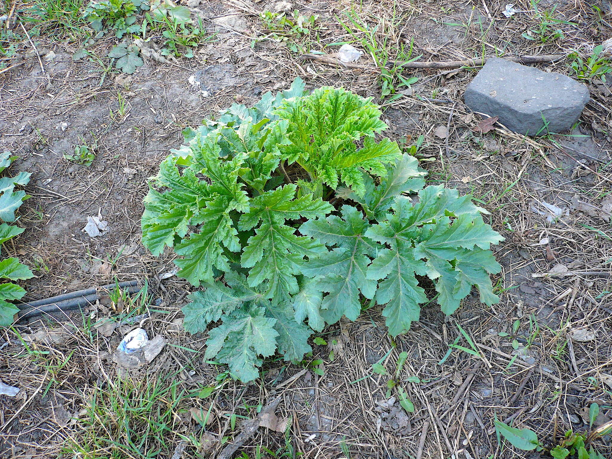 Image of Heracleum sosnowskyi Manden.