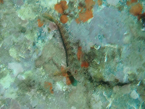 Image of Ringneck Blenny