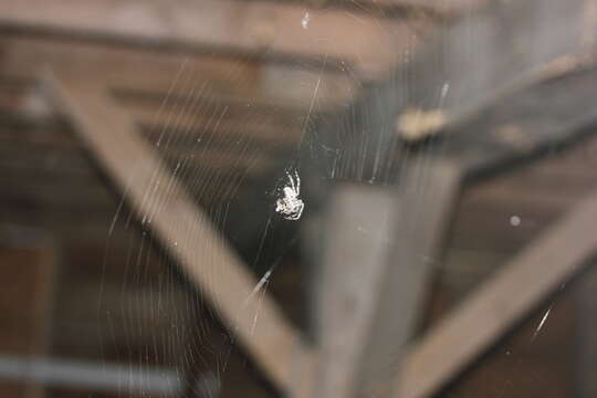 Image of Barn orb-weaver