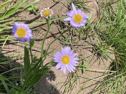 Plancia ëd Afroaster hispida (Thunb.) J. C. Manning & Goldblatt