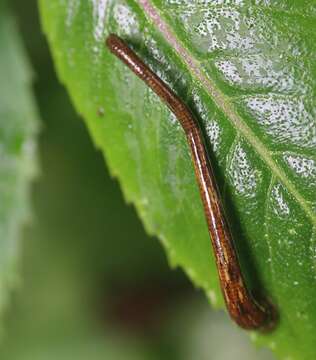 Image of Brown Leech