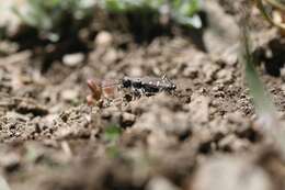 Plancia ëd Cicindela (Cicindela) oregona oregona Le Conte 1856