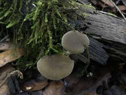 Imagem de Simocybe sumptuosa (P. D. Orton) Singer 1962