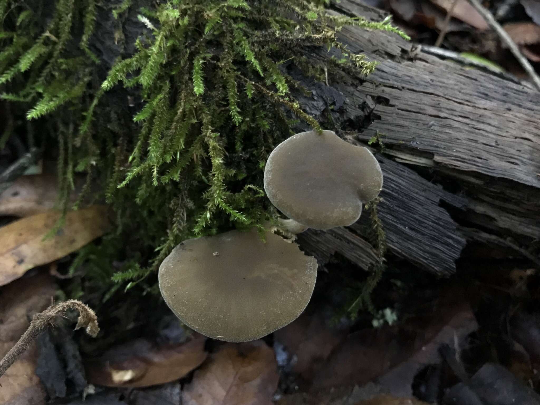 Imagem de Simocybe sumptuosa (P. D. Orton) Singer 1962