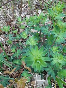 Sivun Galium sylvaticum L. kuva