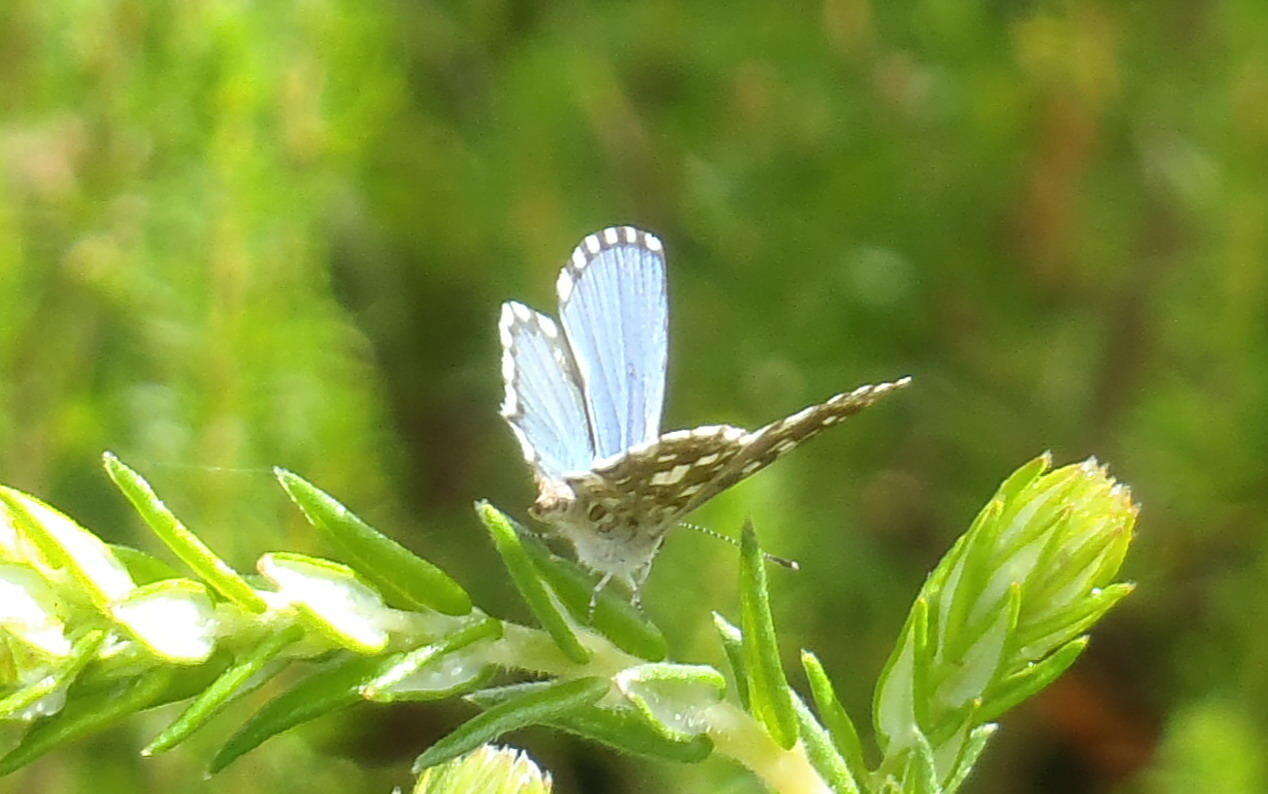 Слика од Tarucus thespis (Linnaeus 1764)