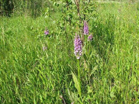 Image of Dactylorhiza majalis subsp. baltica (Klinge) H. Sund.