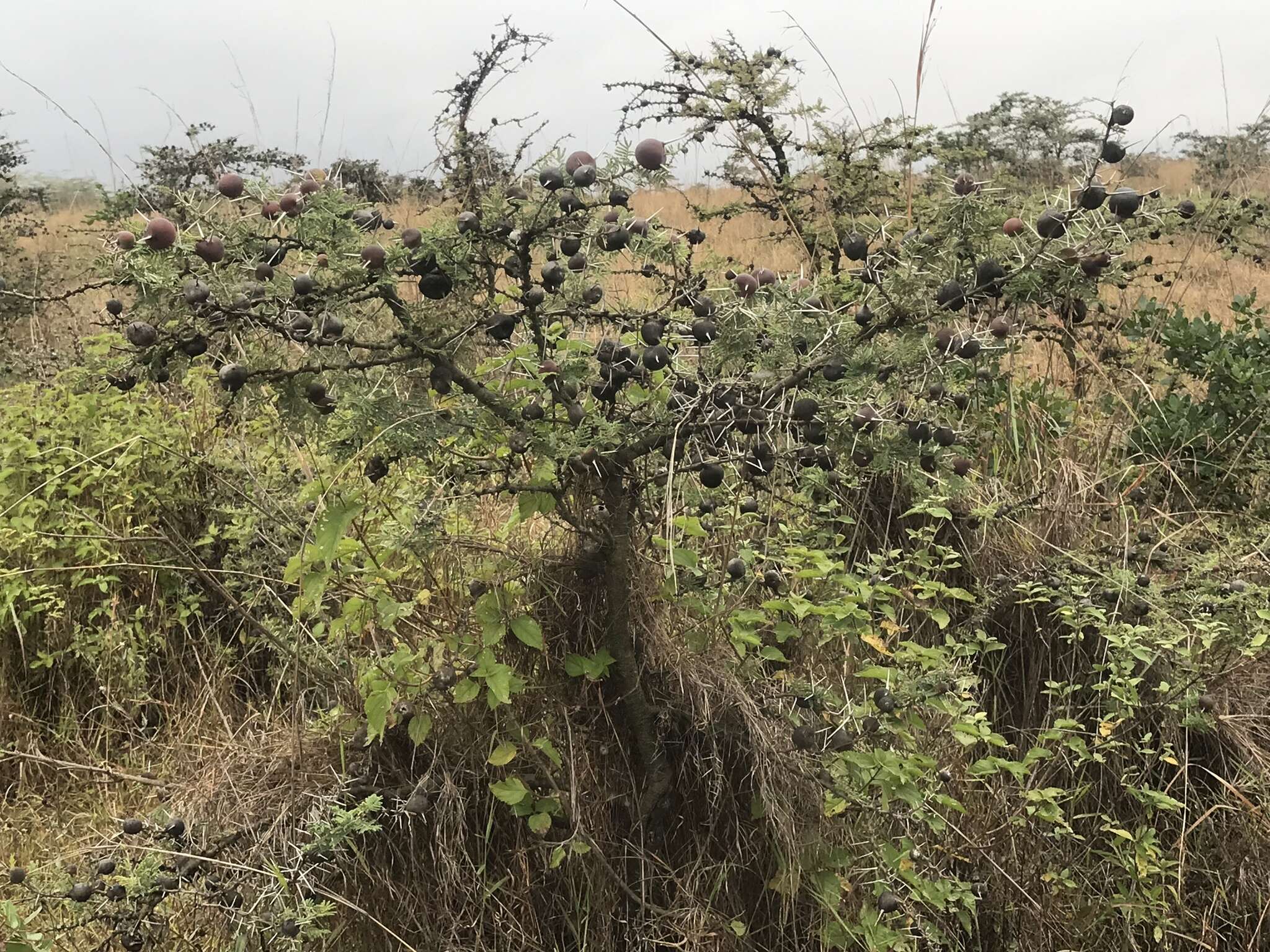 Vachellia drepanolobium (Y. Sjöstedt) P. J. H. Hurter resmi