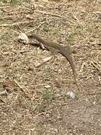 Image of Giant Whiptail