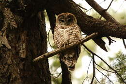 Image of Spotted Owl