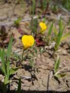 Image of strigose bird's-foot trefoil