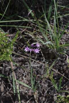 Tulbaghia violacea Harv. resmi