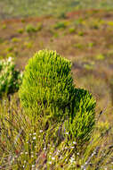 Image of Berzelia alopecuroides (Thunb.) Sond.