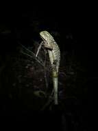 Image of Canelos Woodlizard