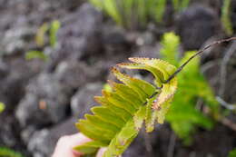 Image de Nephrolepis abrupta (Bory) Mett.