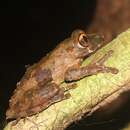 Leptopelis calcaratus (Boulenger 1906)的圖片