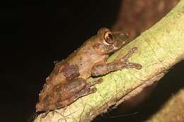 Leptopelis calcaratus (Boulenger 1906)的圖片