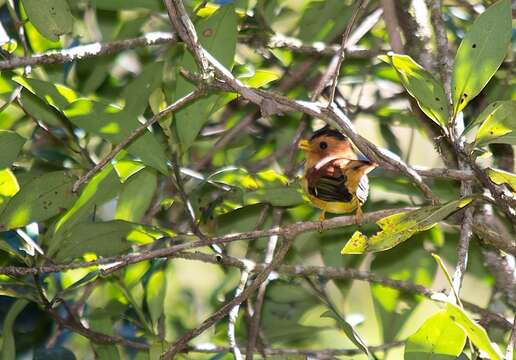 Image of Black-capped Piprites