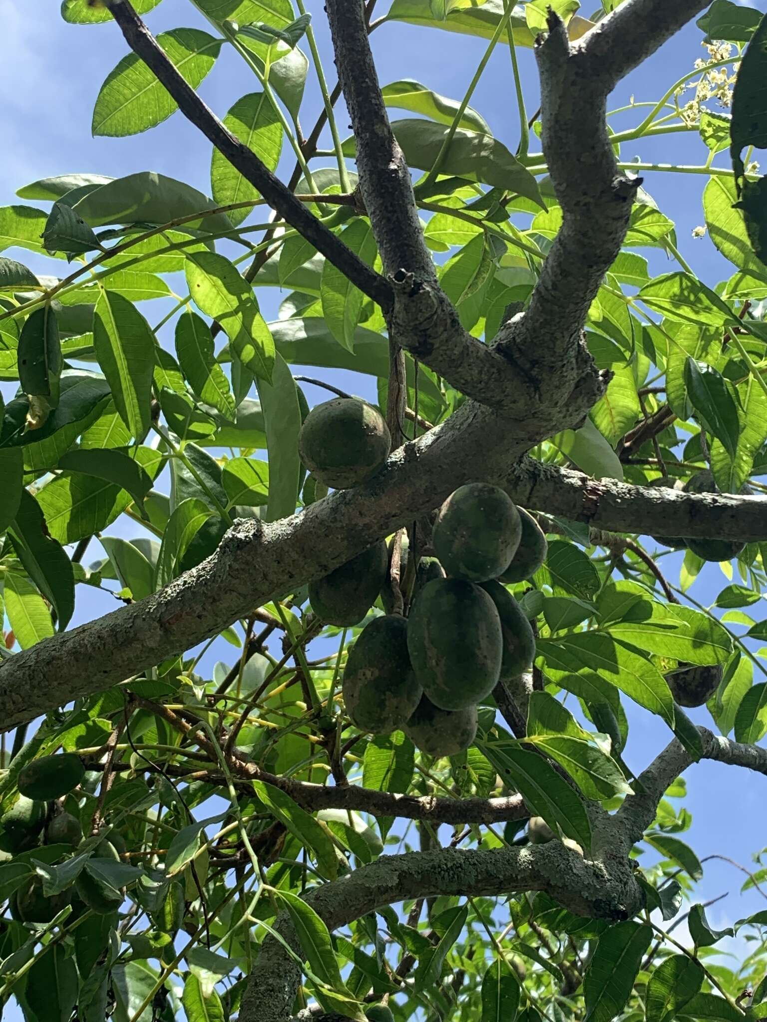 Image of Jewish plum