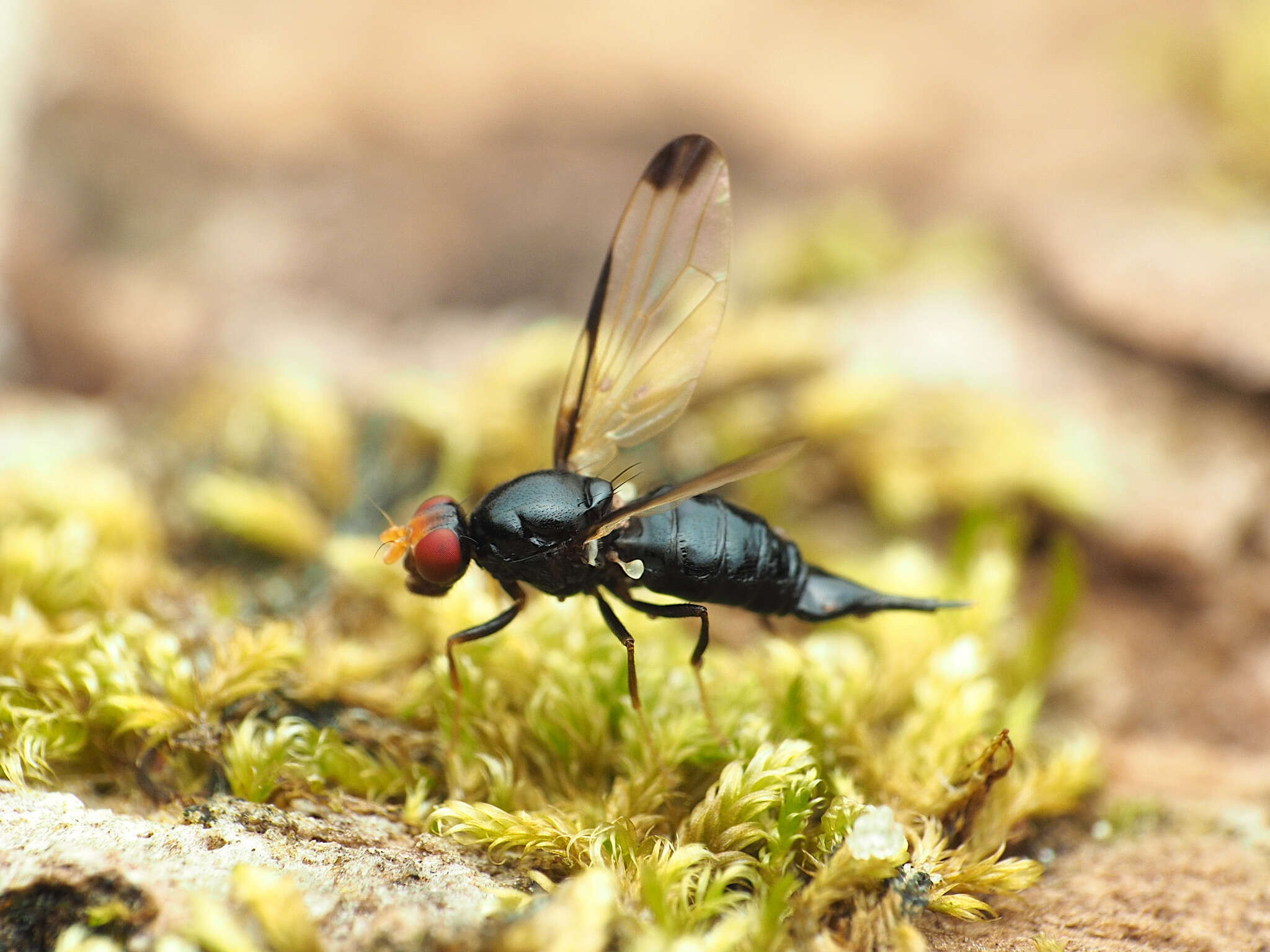 Image of Pseudoseioptera albipes (Cresson 1919)