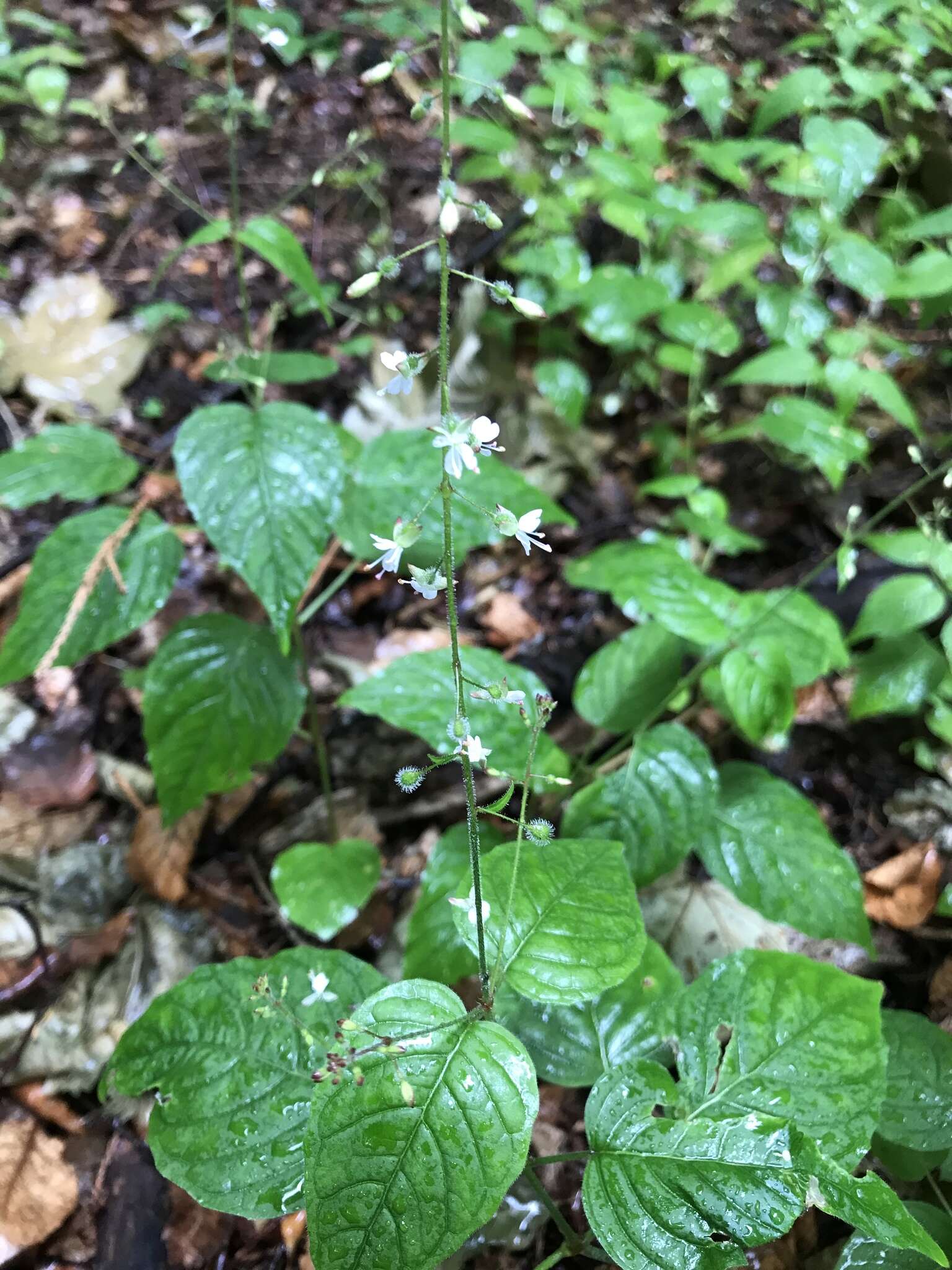 Image of broadleaf enchanter's nightshade