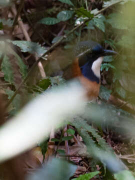 Image of Atelornis Pucheran 1846