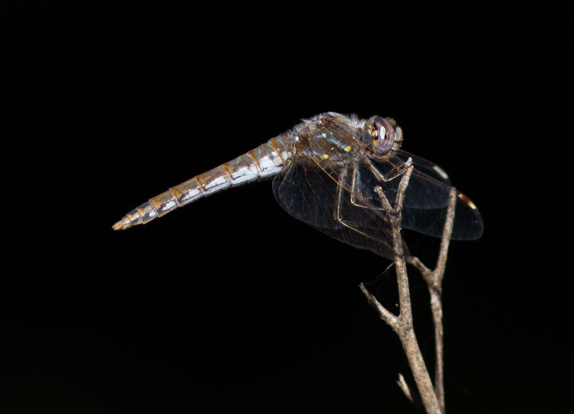 Image of Variegated Meadowhawk