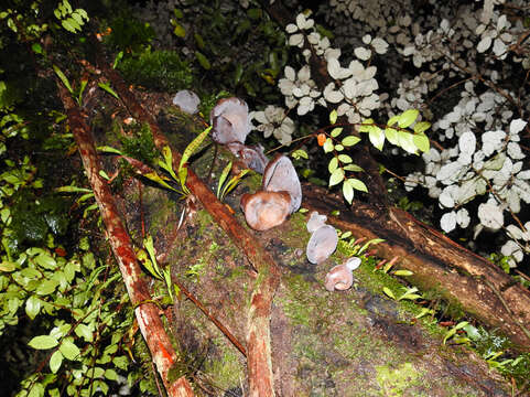 Auricularia cornea Ehrenb. 1820 resmi