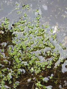 Image of Callitriche chathamensis (R. Mason) Lansdown