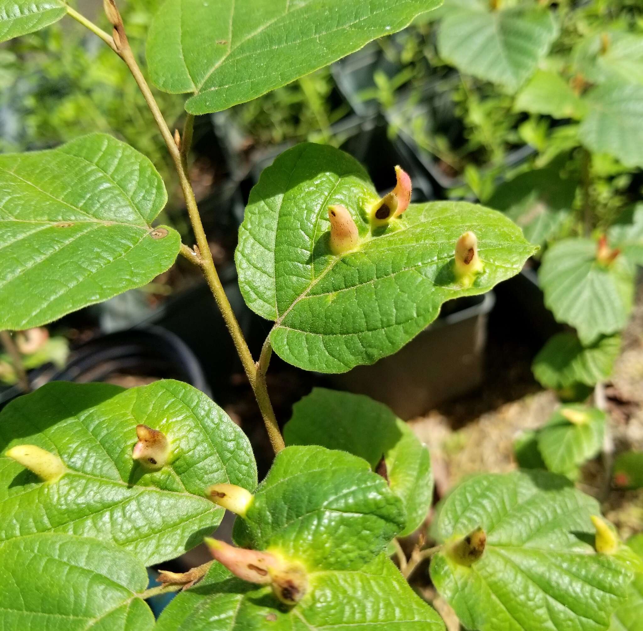 Image of Witch Hazel Cone Gall Aphid