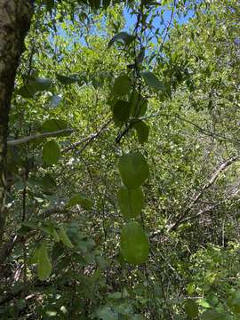 Image of Smilax havanensis Jacq.