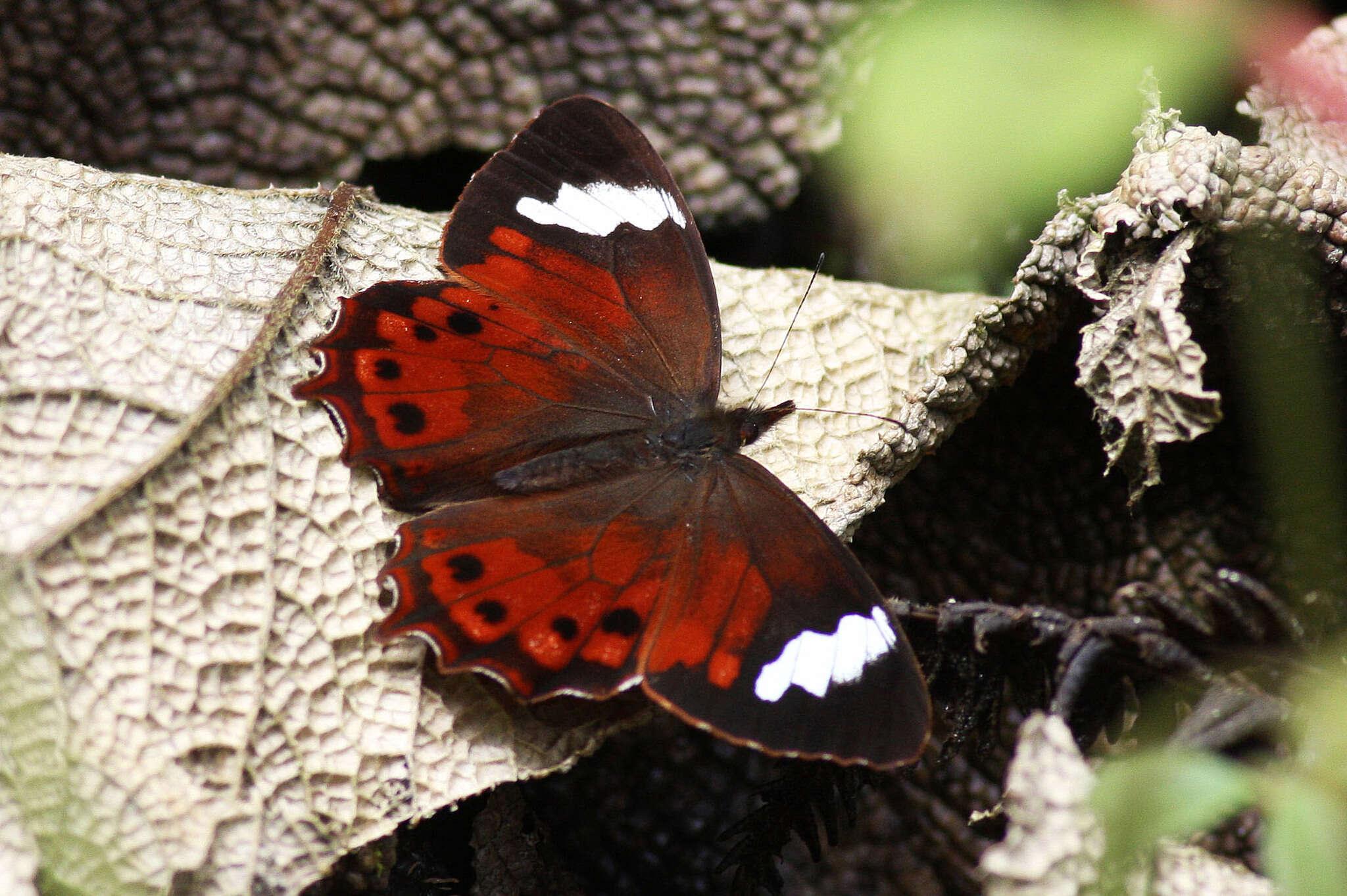 Image of Lasiophila prosymna Hewitson 1857