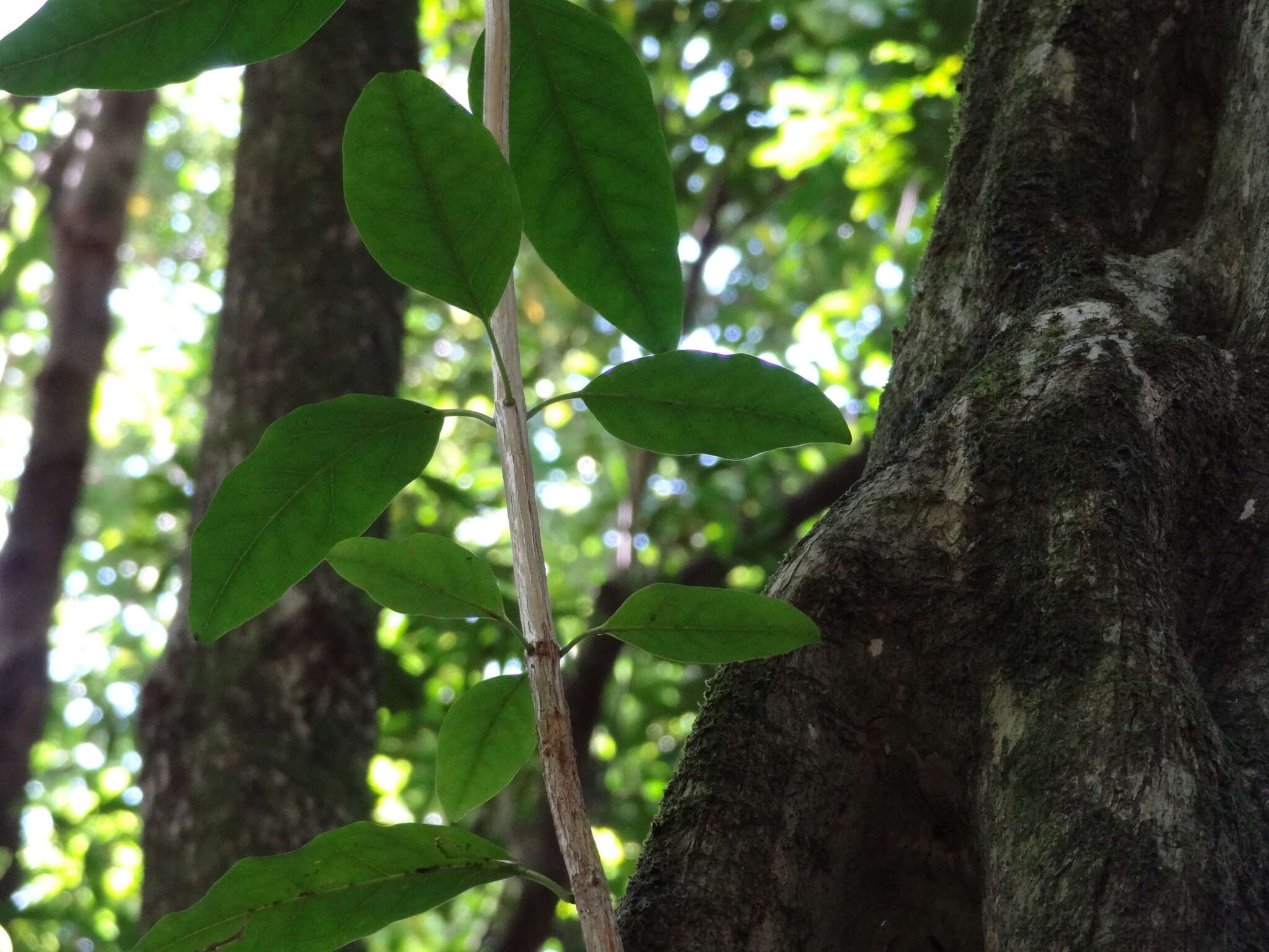 Image of Nuxia verticillata Lam.