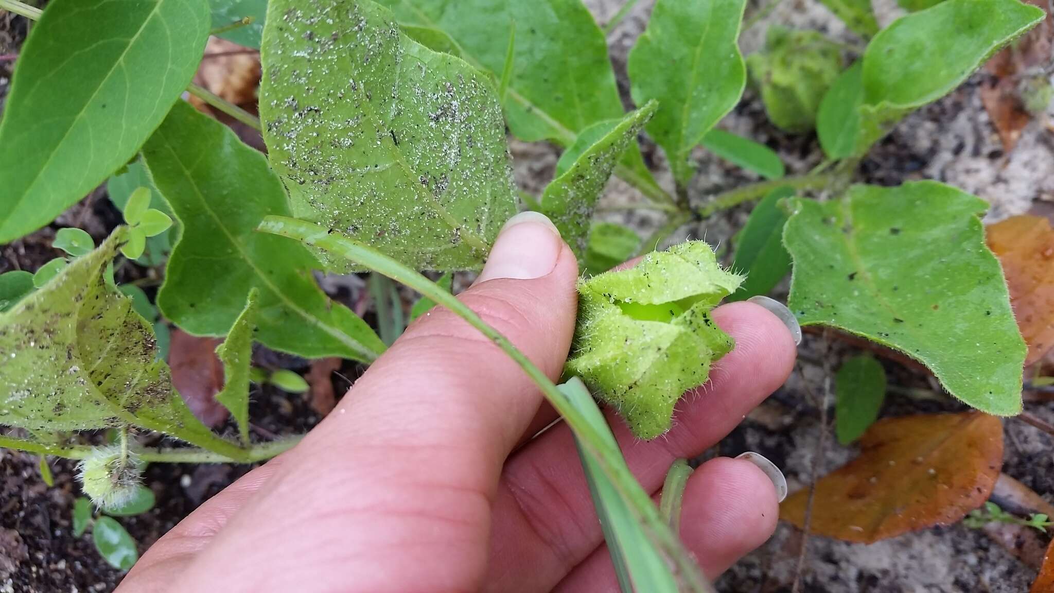 Image of sword groundcherry