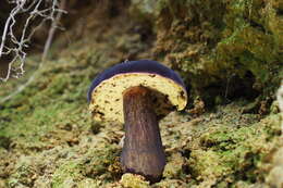 Image of Tylopilus atroviolaceobrunneus Y. C. Li & Zhu L. Yang 2016