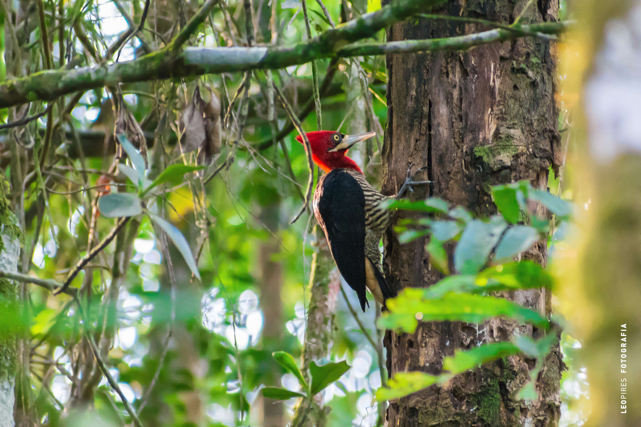 Image of Robust Woodpecker