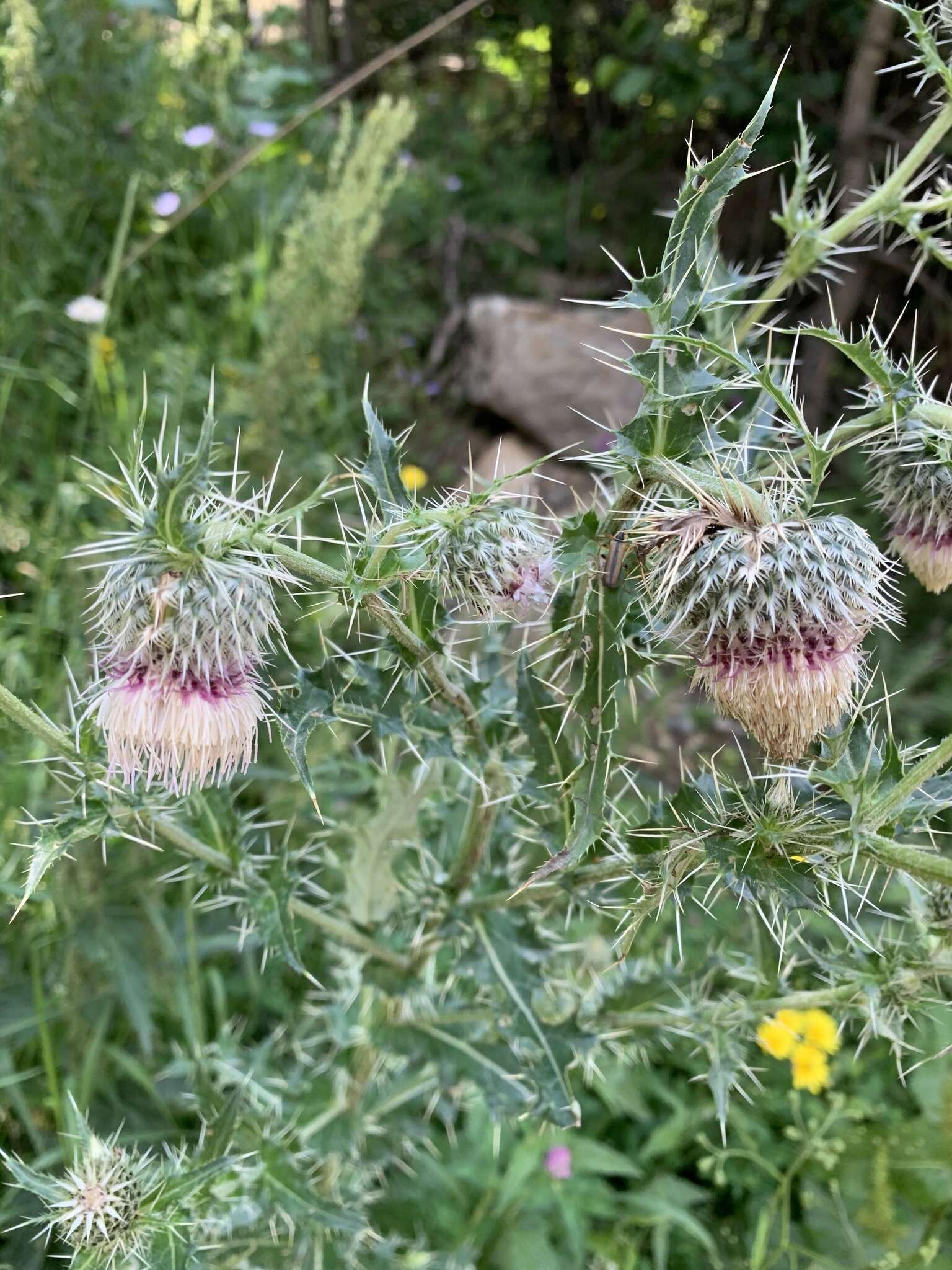 Image of Cirsium echinus (M. Bieb.) Hand.-Mazz.