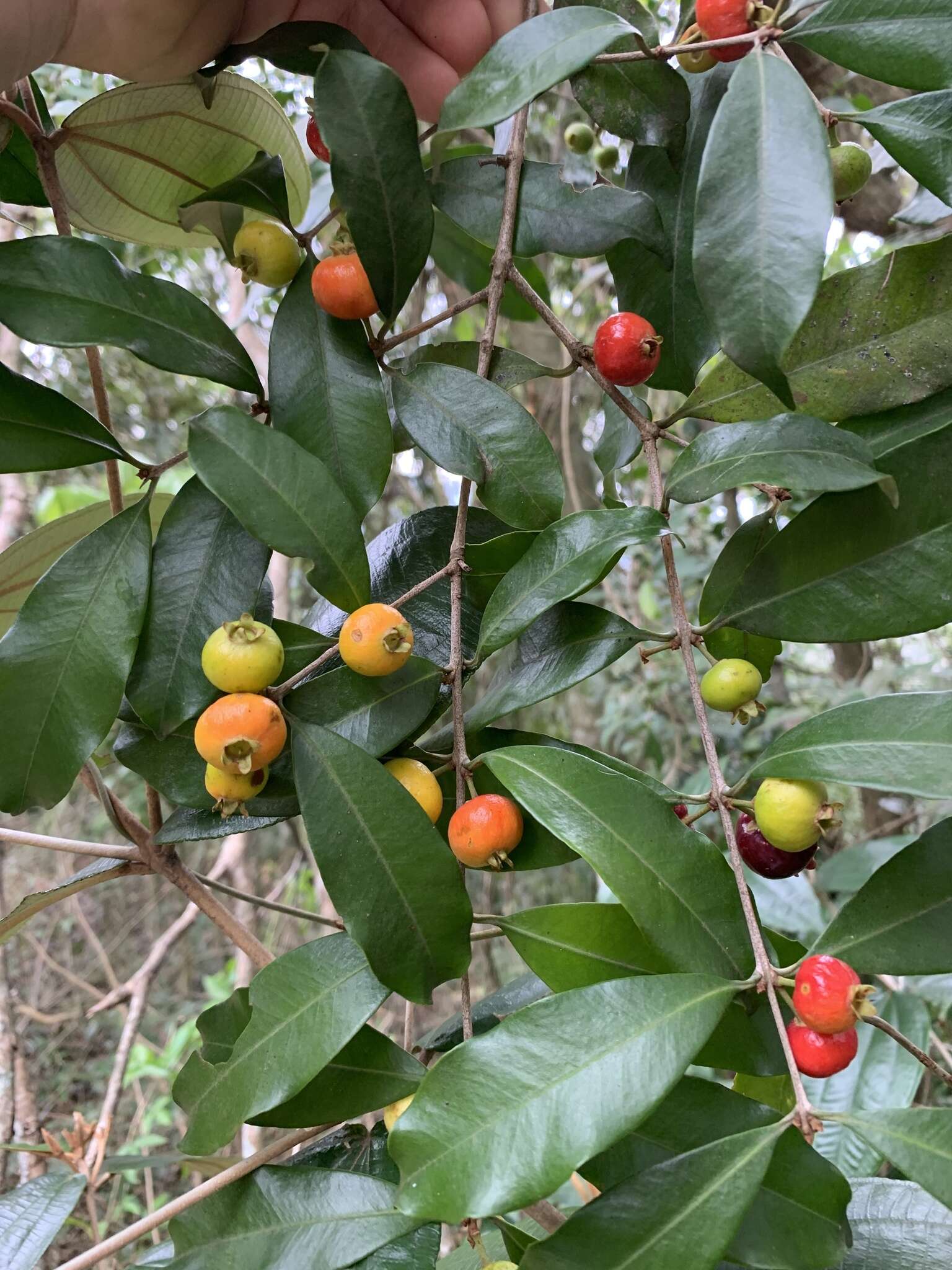 Imagem de Eugenia pisiformis Cambess.