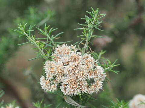 Cassinia aculeata (Labill.) R. Br. resmi