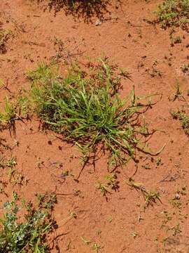 Image of buttongrass