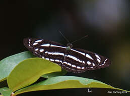 Image of Neptis leucoporus cresina